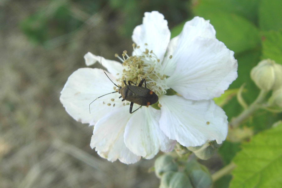 Closterotomus & Co. (Heteroptera)